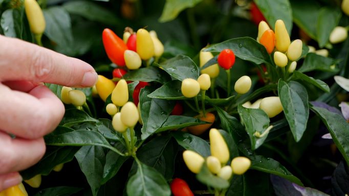 Get It Growing: Fall 2022 Super Plant is ornamental pepper